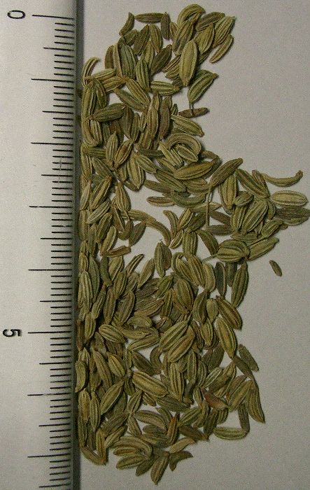Nasiona kopru włoskiego jako aromatyczne zioło wspierające trawienie w ujęciu TCM i Ajurwedy